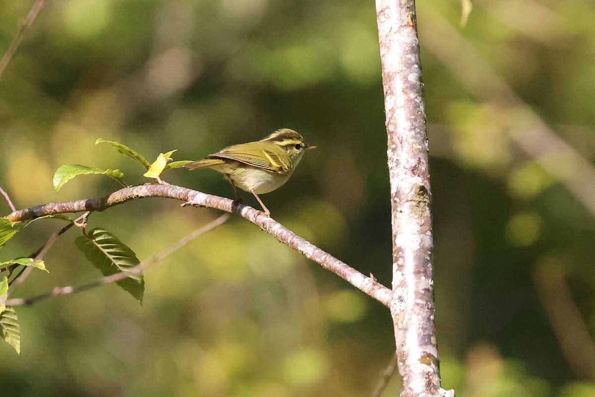 Blyth's Leaf Warbler - Brendan Ryan