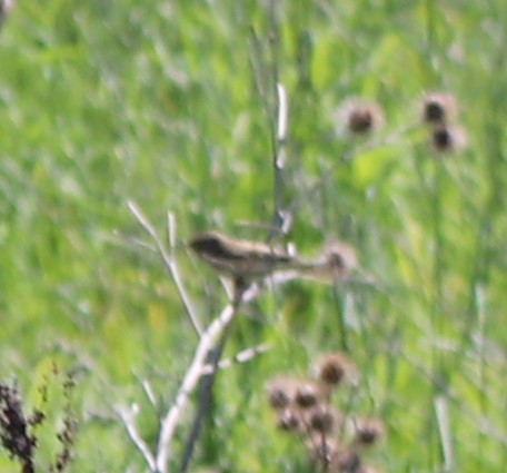 Common Chiffchaff - ML619042198