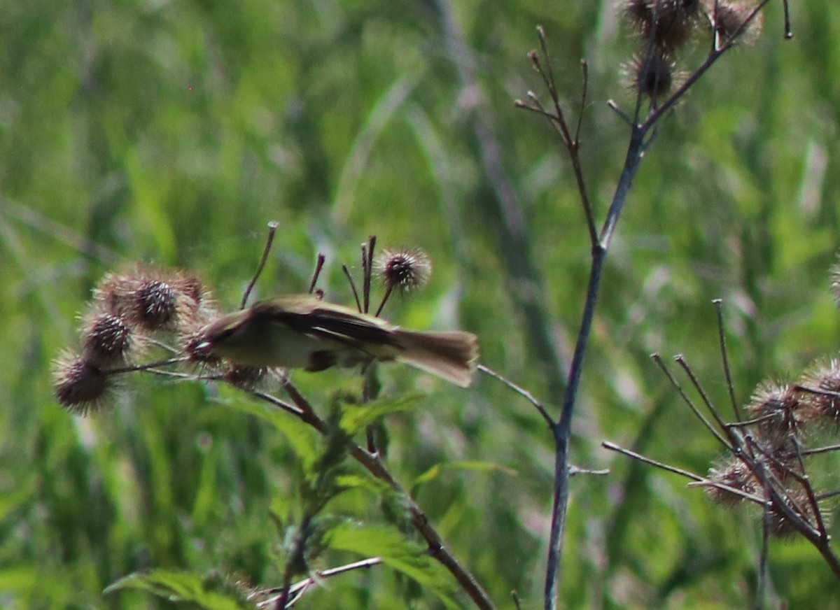 Common Chiffchaff - Susanne Hoffmann-Benning