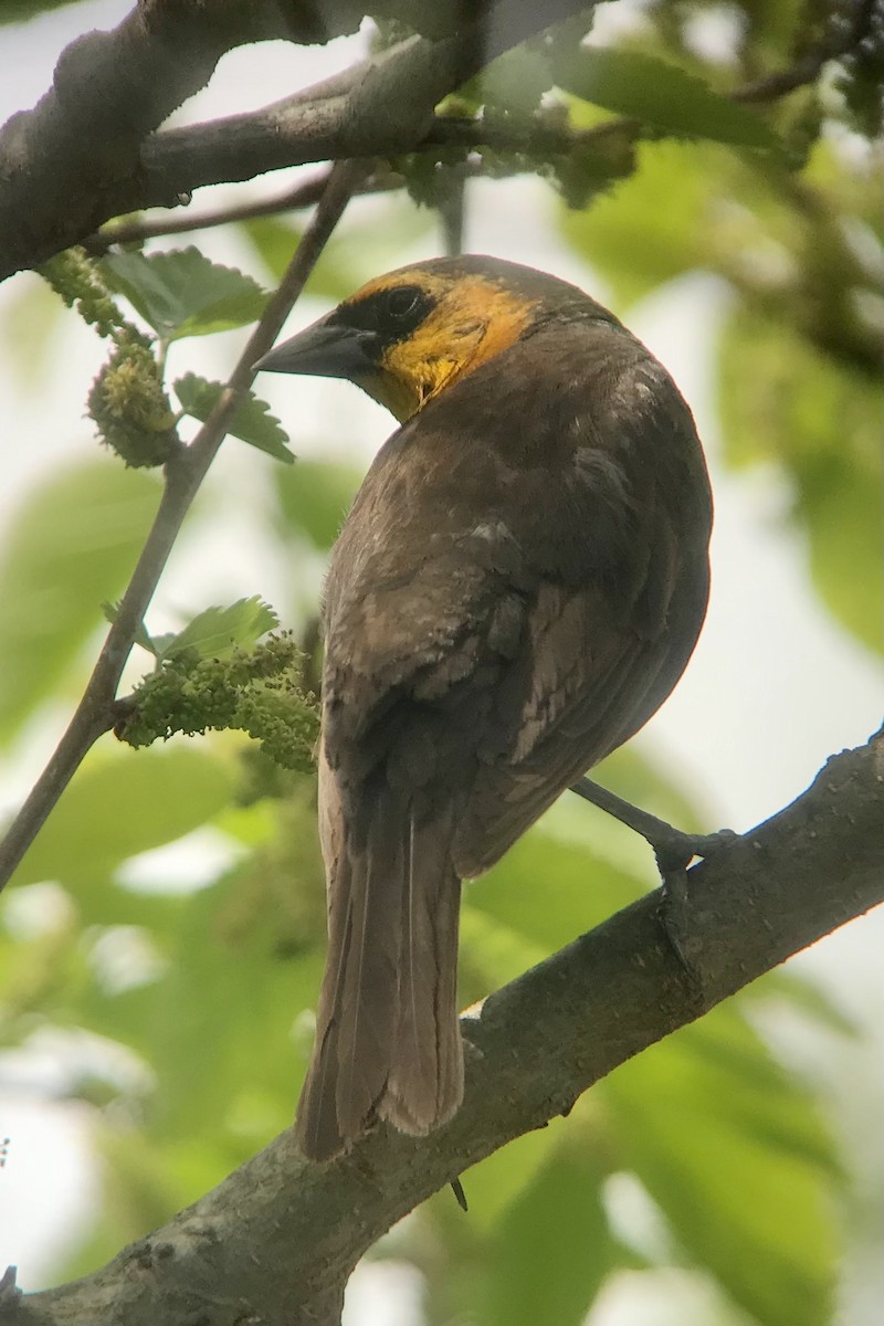 Yellow-headed Blackbird - ML619042204