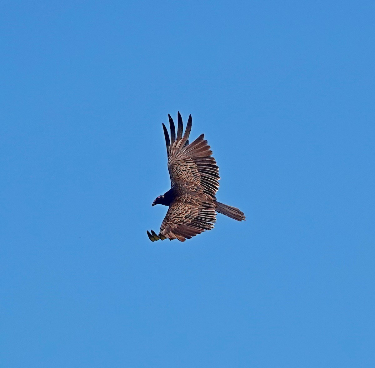 Turkey Vulture - ML619042226