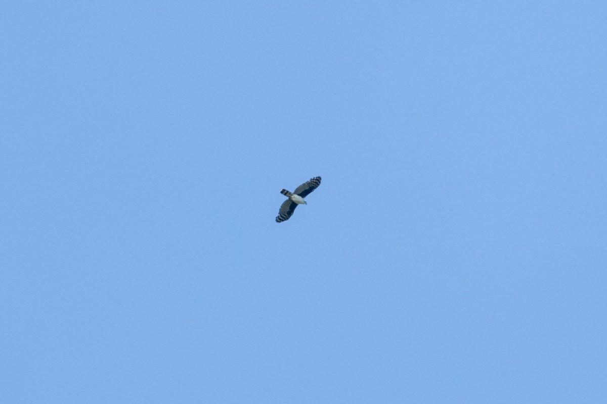 Gray-headed Kite - Peter Kwiatek