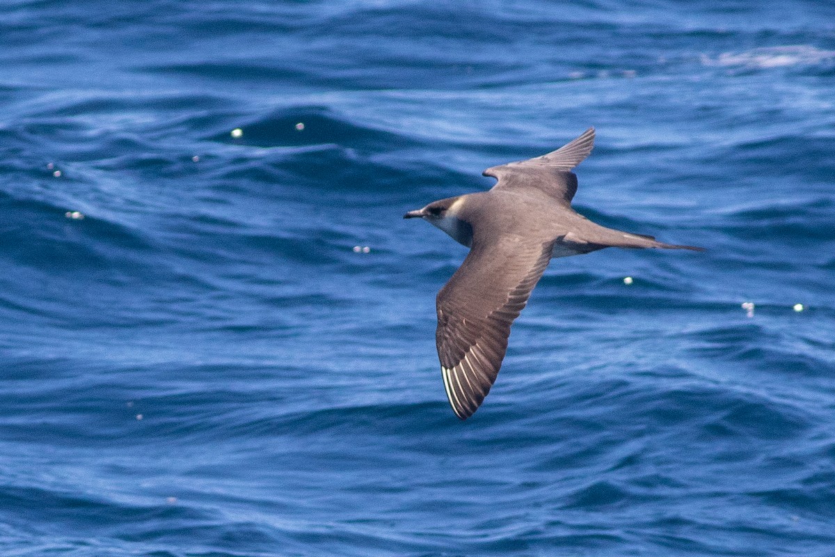 Parasitic Jaeger - ML619042239