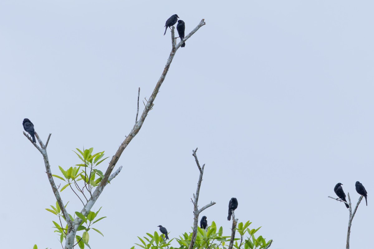 Giant Cowbird - Joe Aliperti