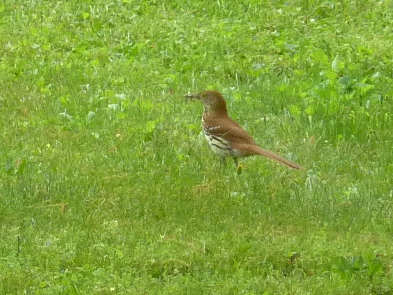 Brown Thrasher - ML619042317