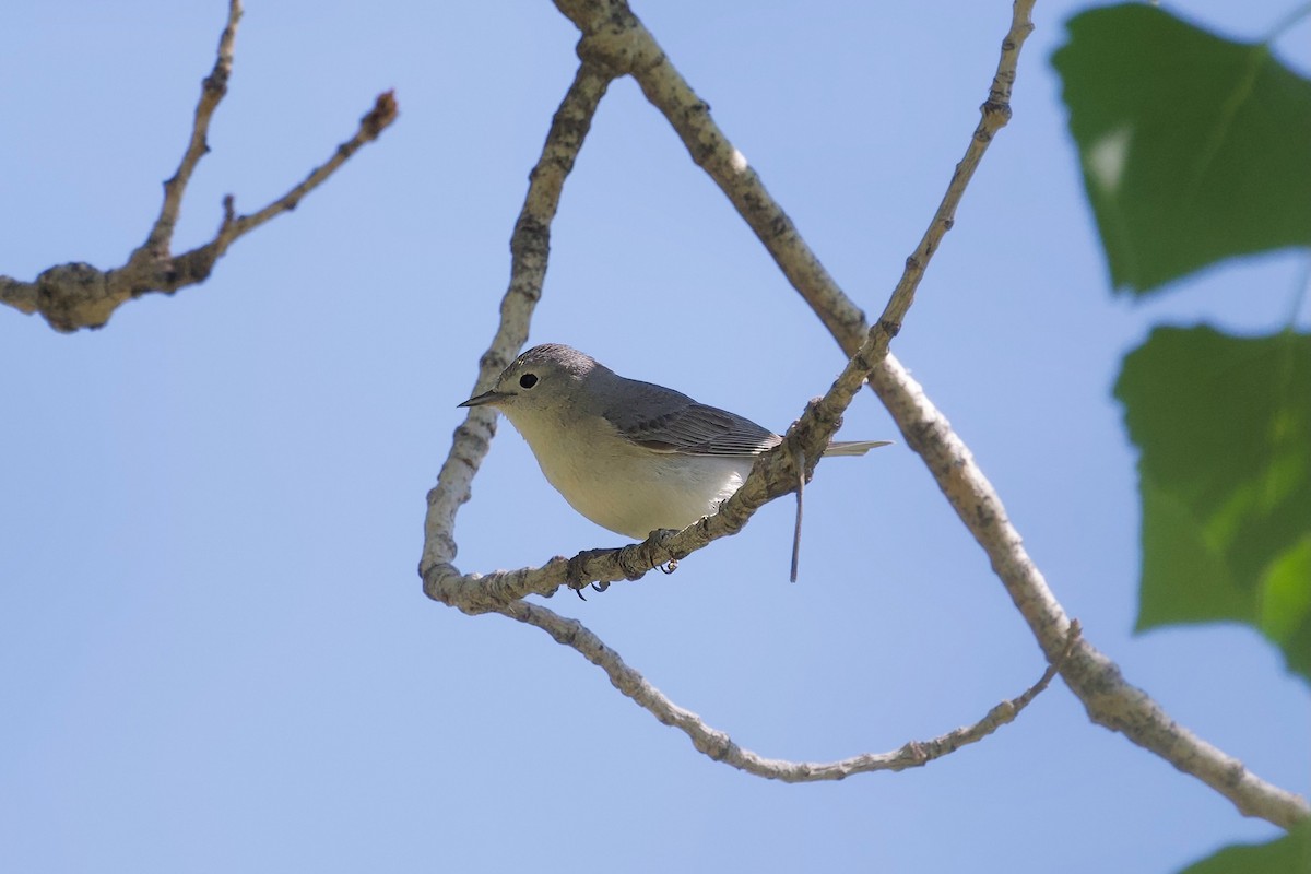 Lucy's Warbler - Bill Schneider