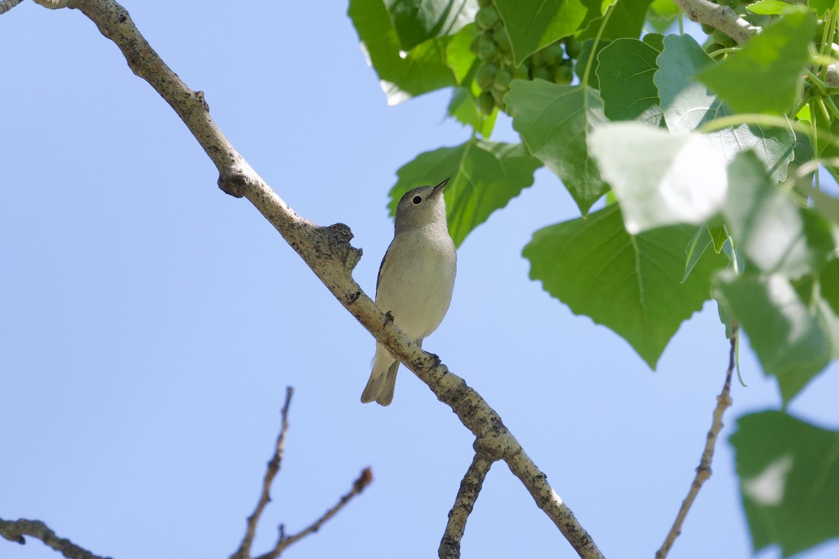 Lucy's Warbler - Bill Schneider