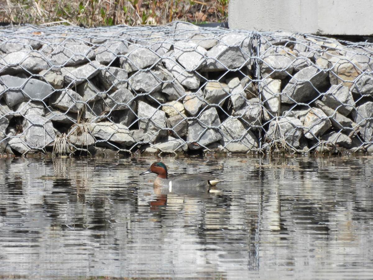 Green-winged Teal - ML619042329