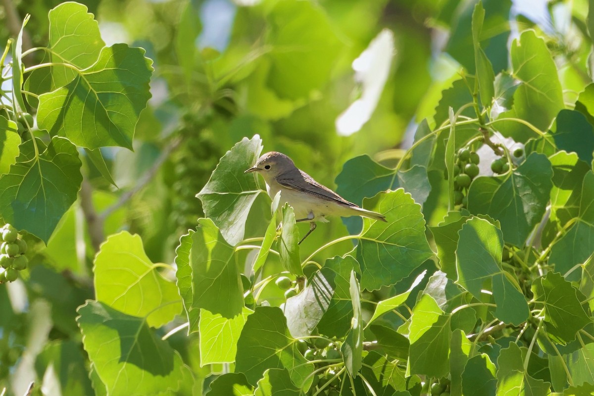 Lucy's Warbler - Bill Schneider