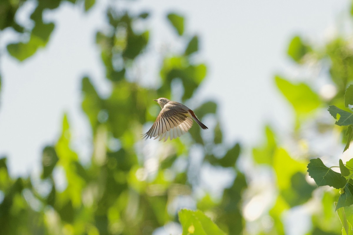 Lucy's Warbler - Bill Schneider