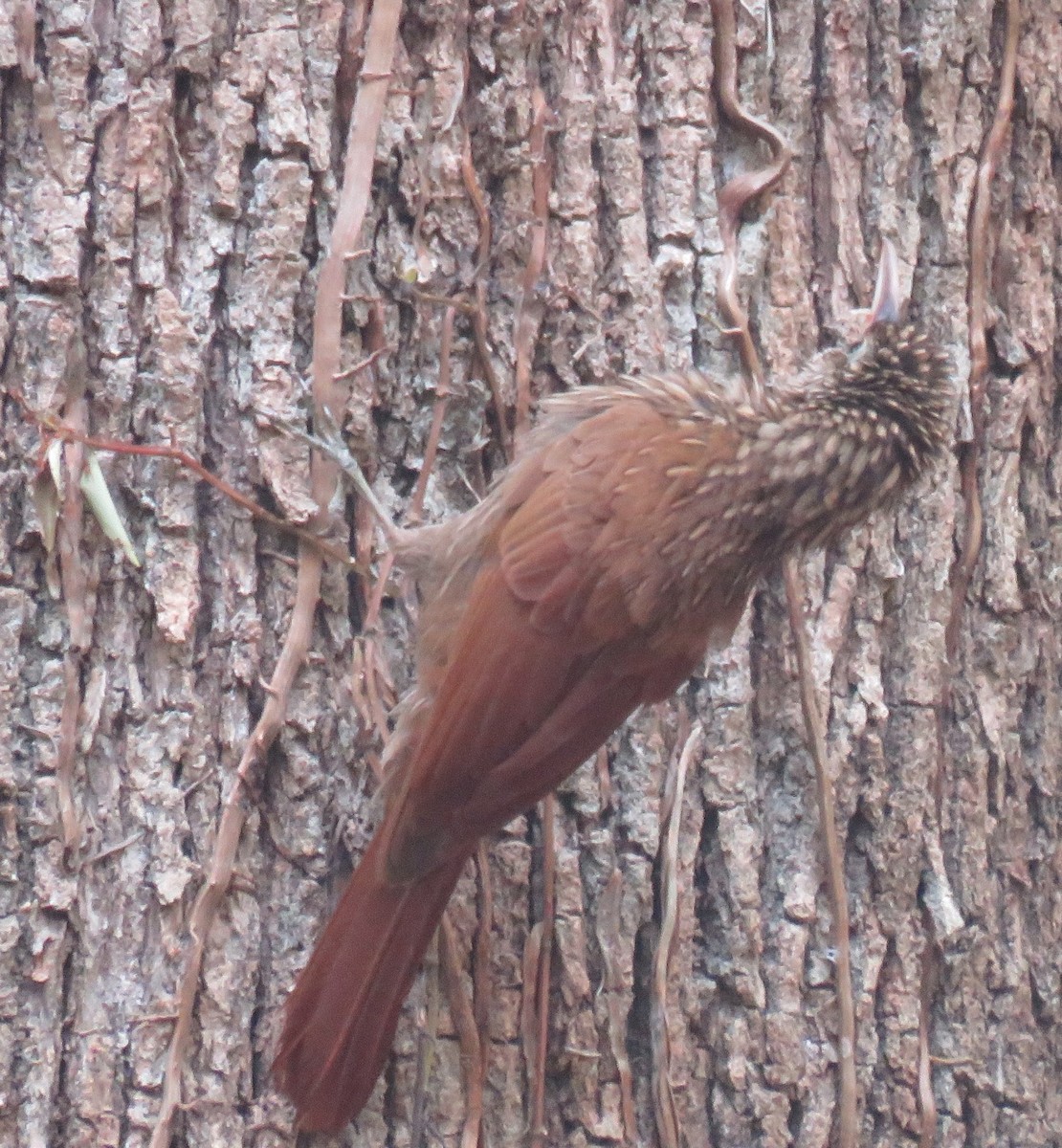 Olivaceous Woodcreeper - Eric van den Berghe