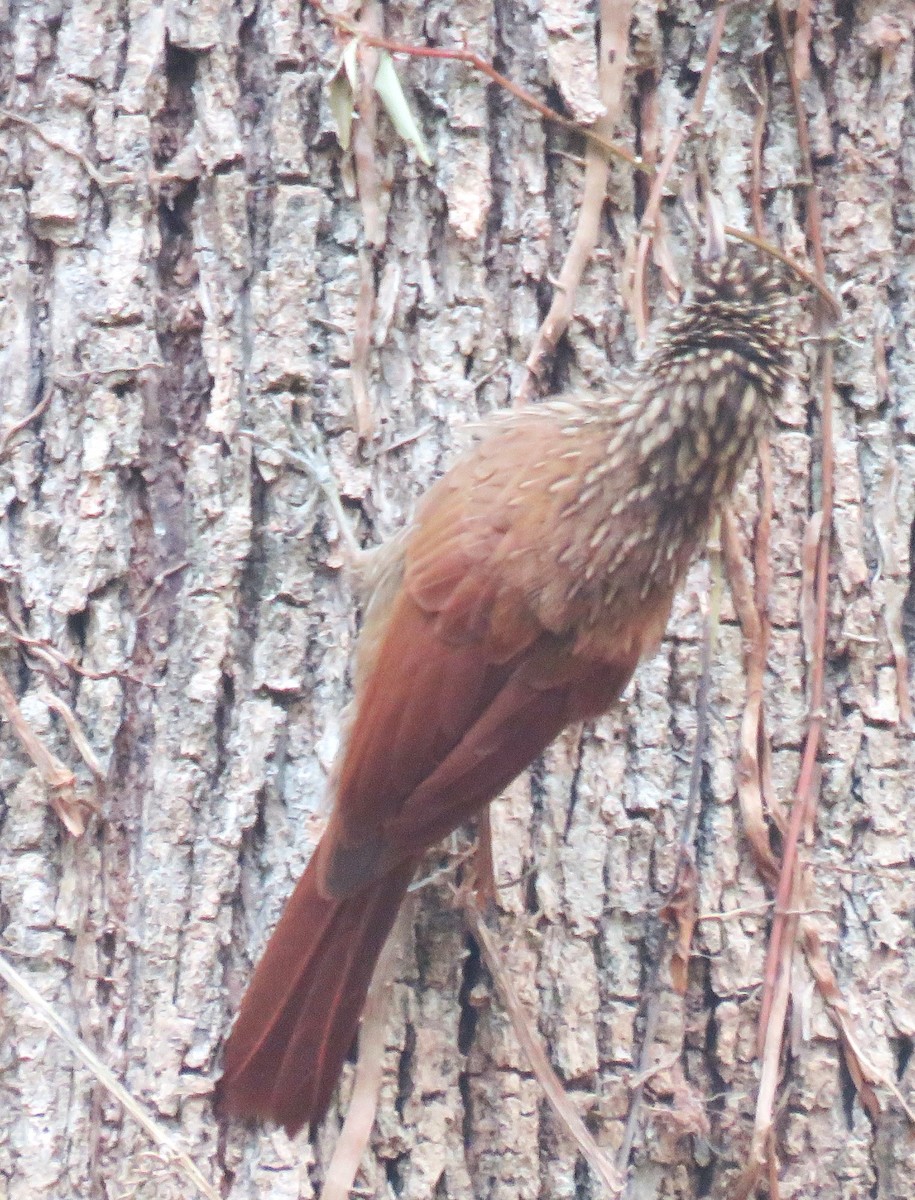 Olivaceous Woodcreeper - Eric van den Berghe