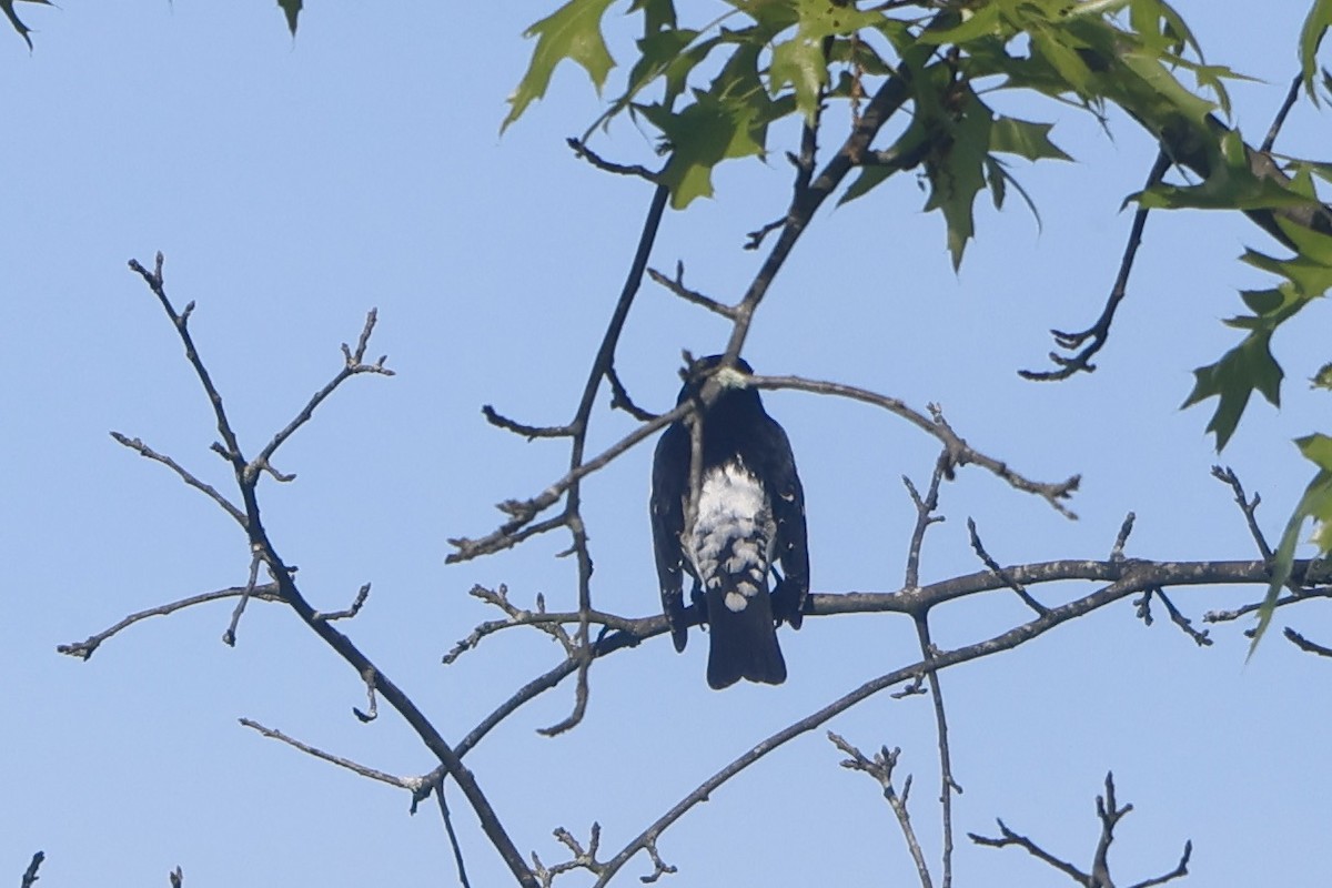 Rose-breasted Grosbeak - ML619042360