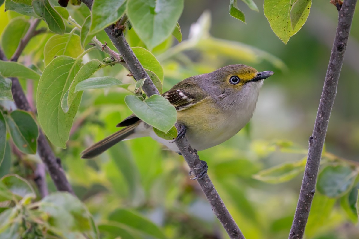 White-eyed Vireo - Rick Wilhoit