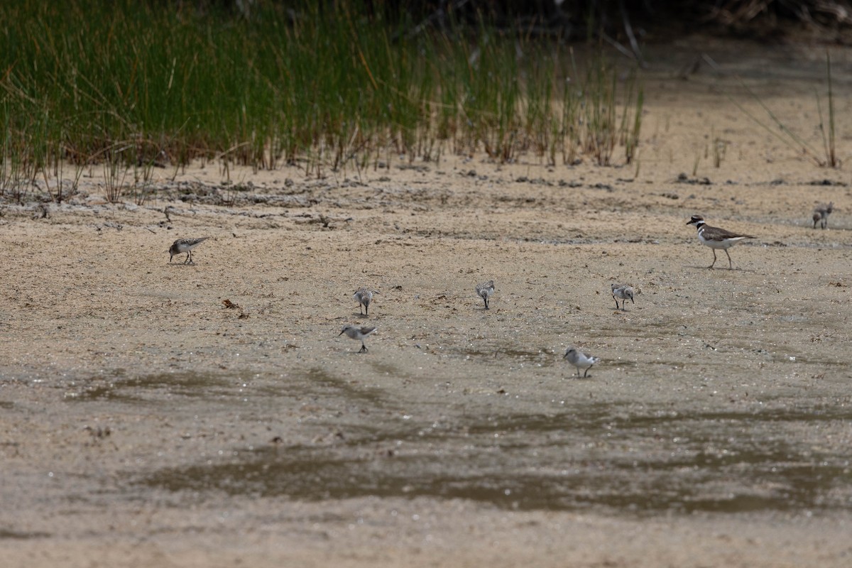 Sanderling - Jeffrey Manor