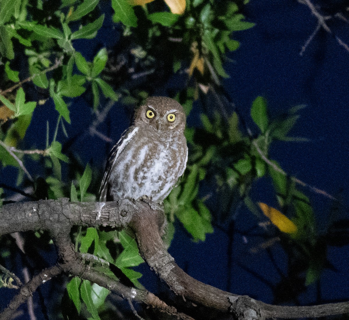 Elf Owl - Dennis Utterback