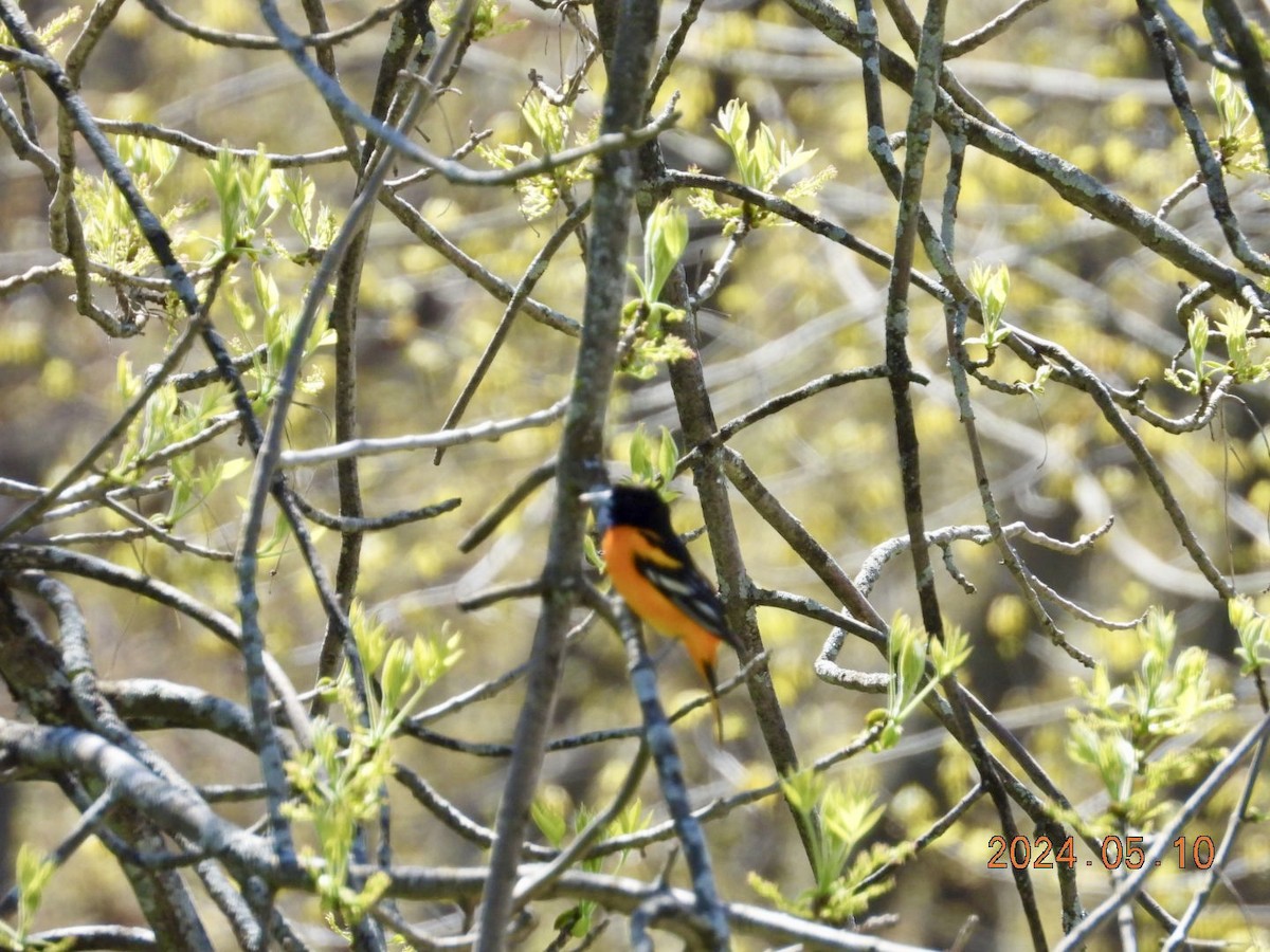 Oriole de Baltimore - ML619042382