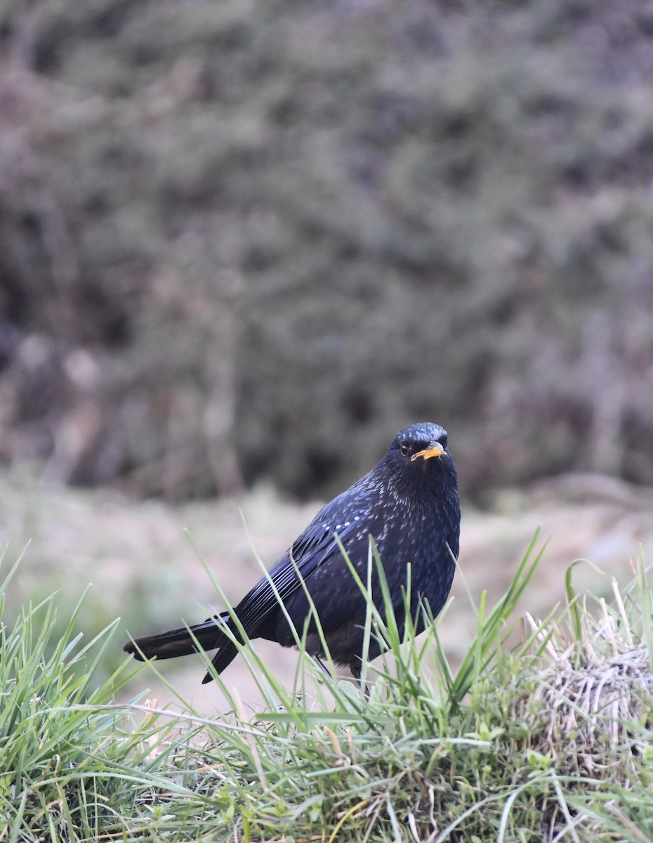 Blue Whistling-Thrush - prem sai