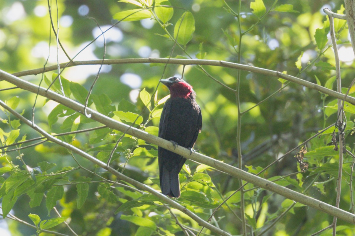 Purple-throated Fruitcrow - ML619042394