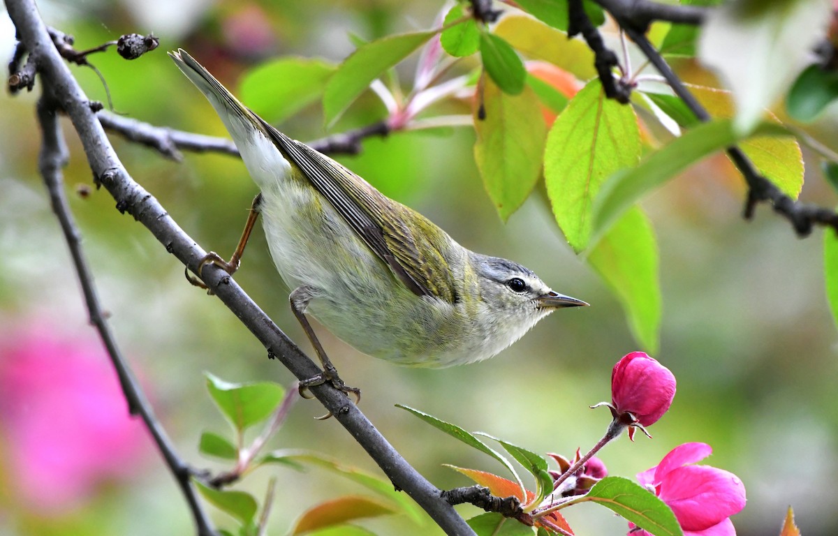 Tennessee Warbler - Stéphane Barrette