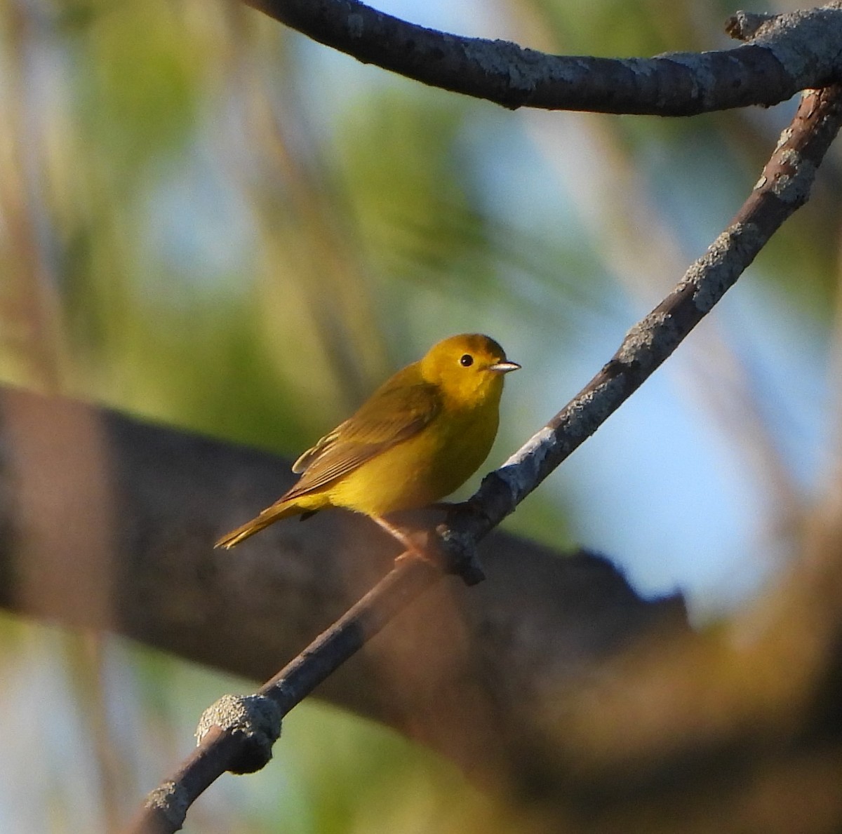 Yellow Warbler - Cathy Hagstrom