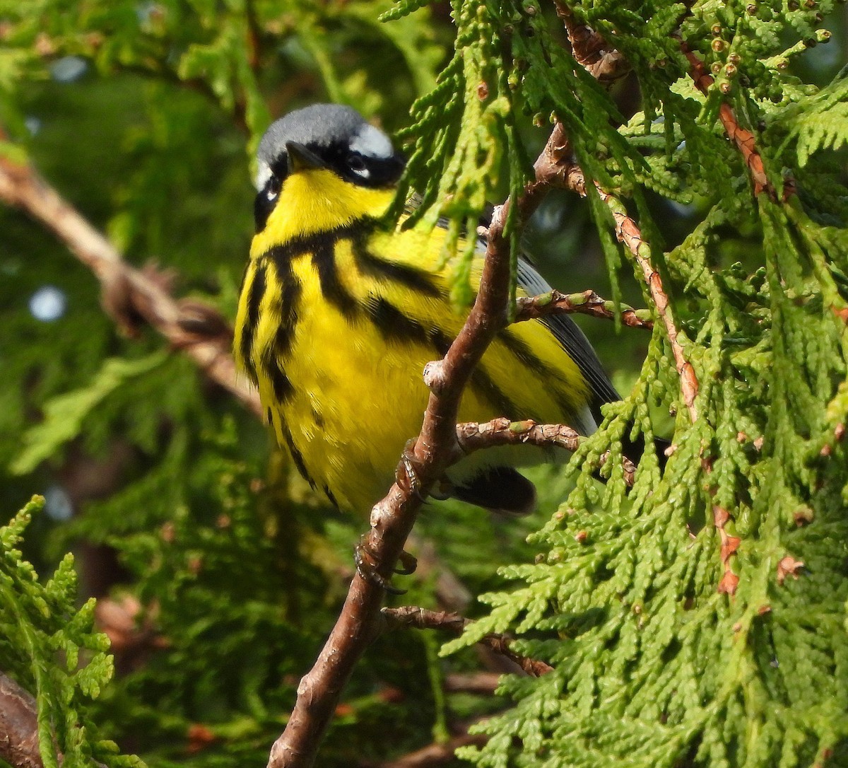 Magnolia Warbler - Steven C