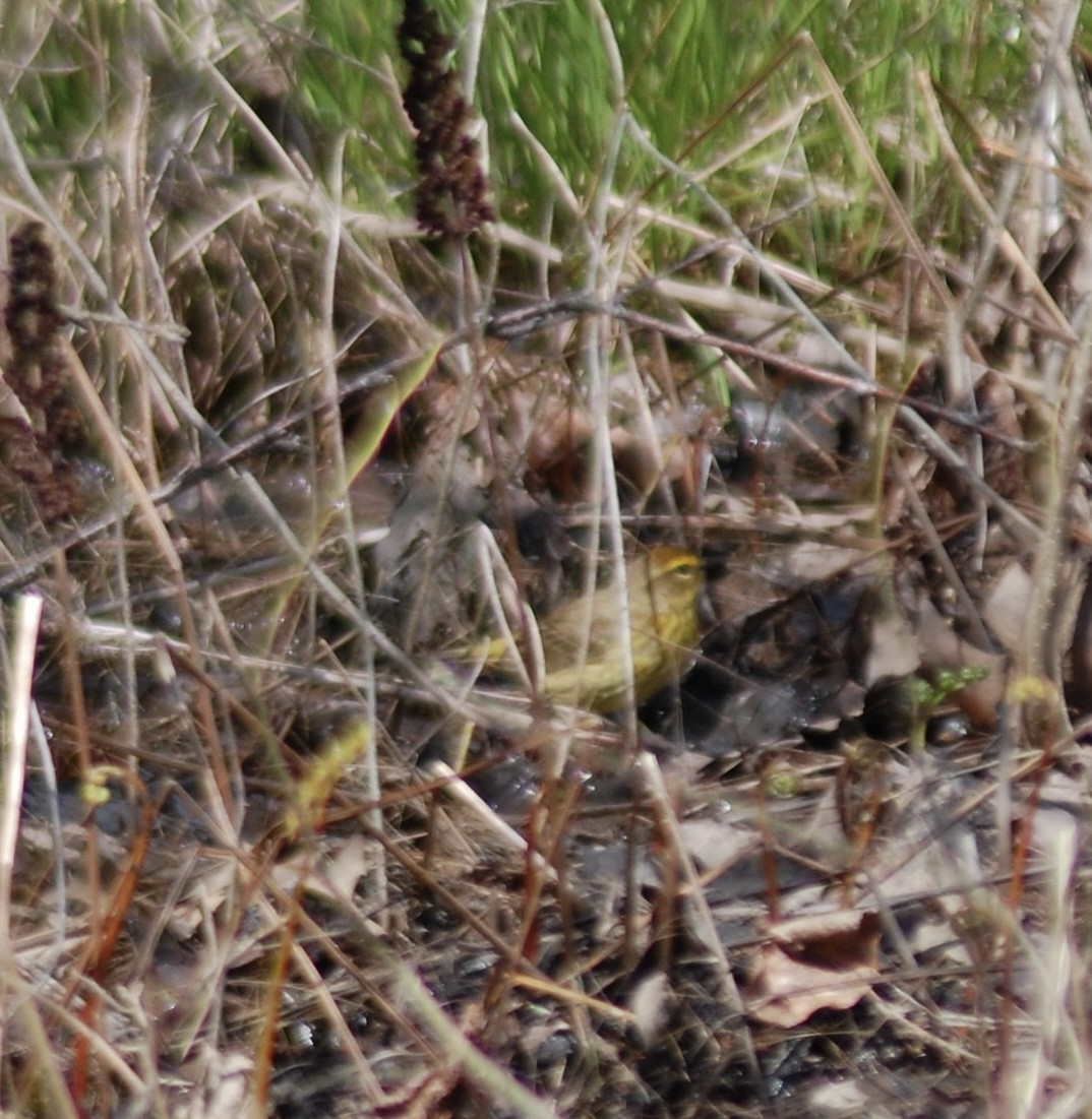 Palm Warbler - Wendy Digout