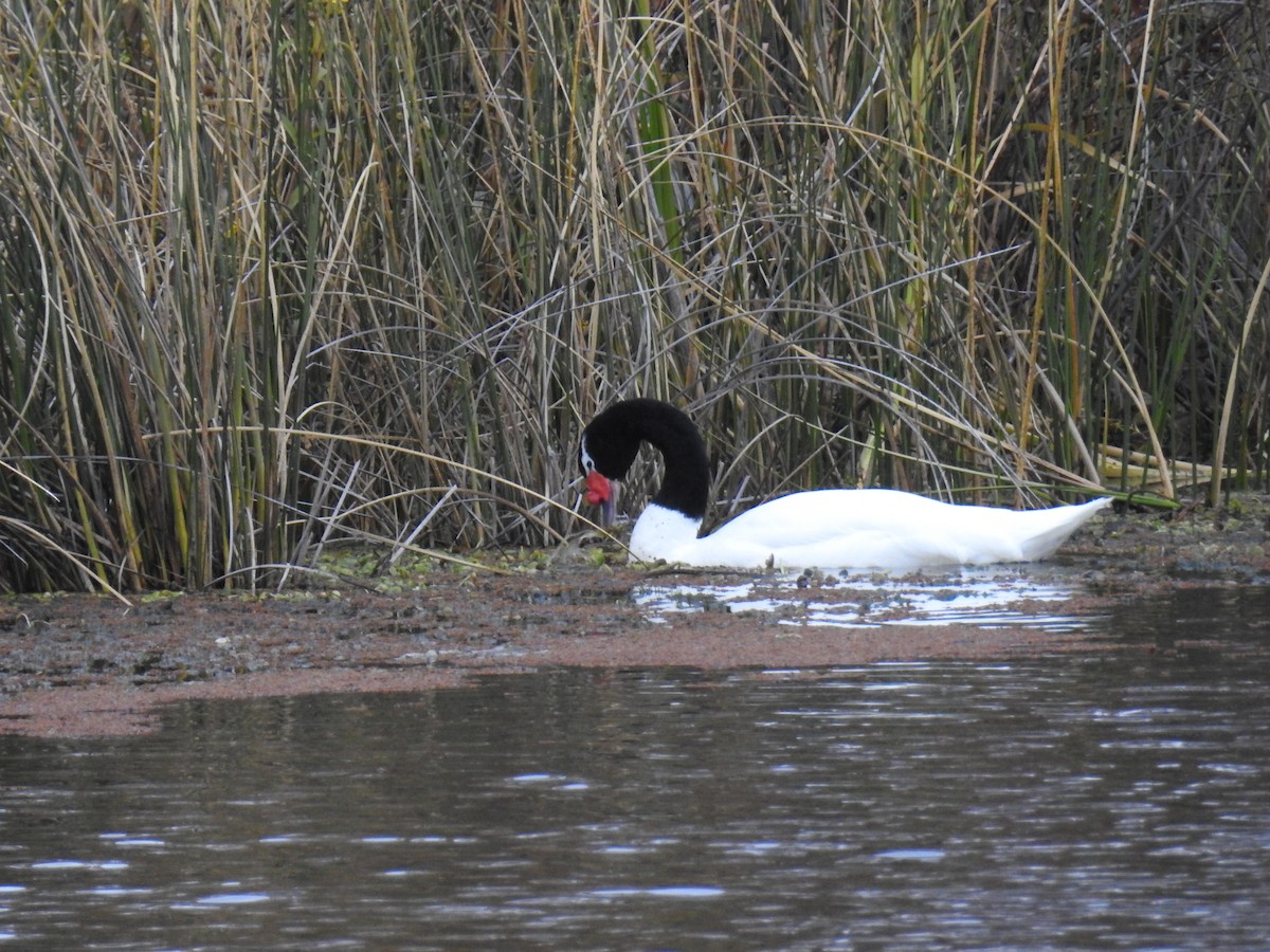 Black-necked Swan - adriana centeno