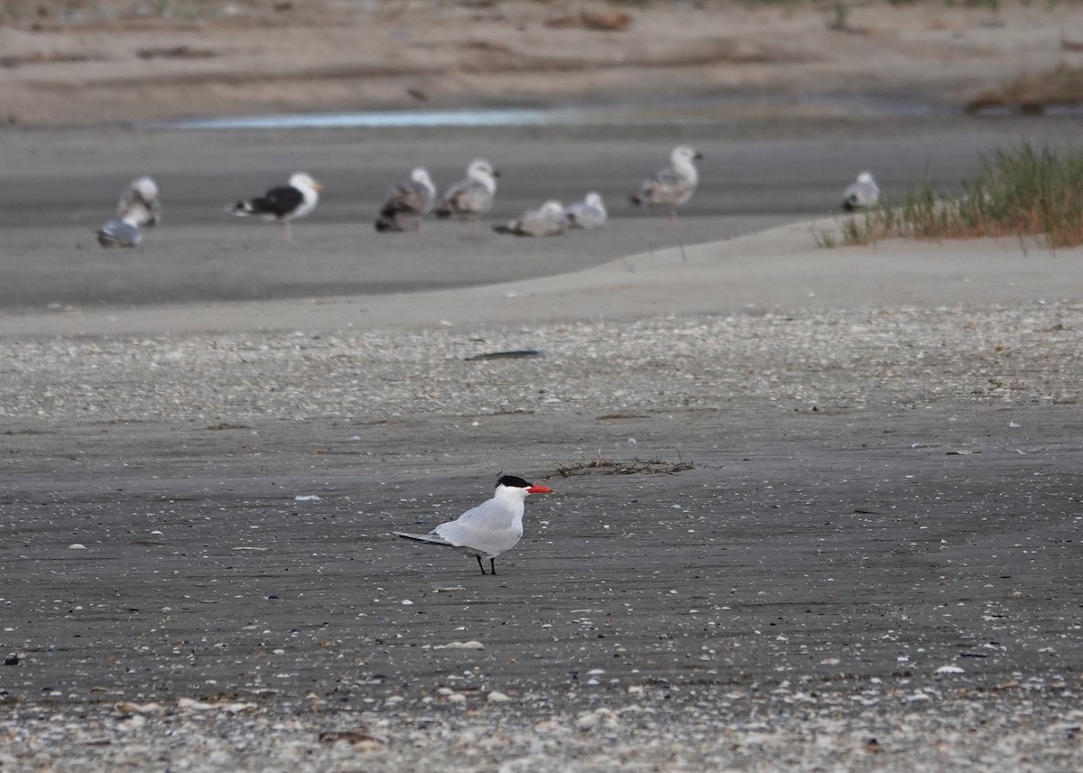 Caspian Tern - Claus Holzapfel