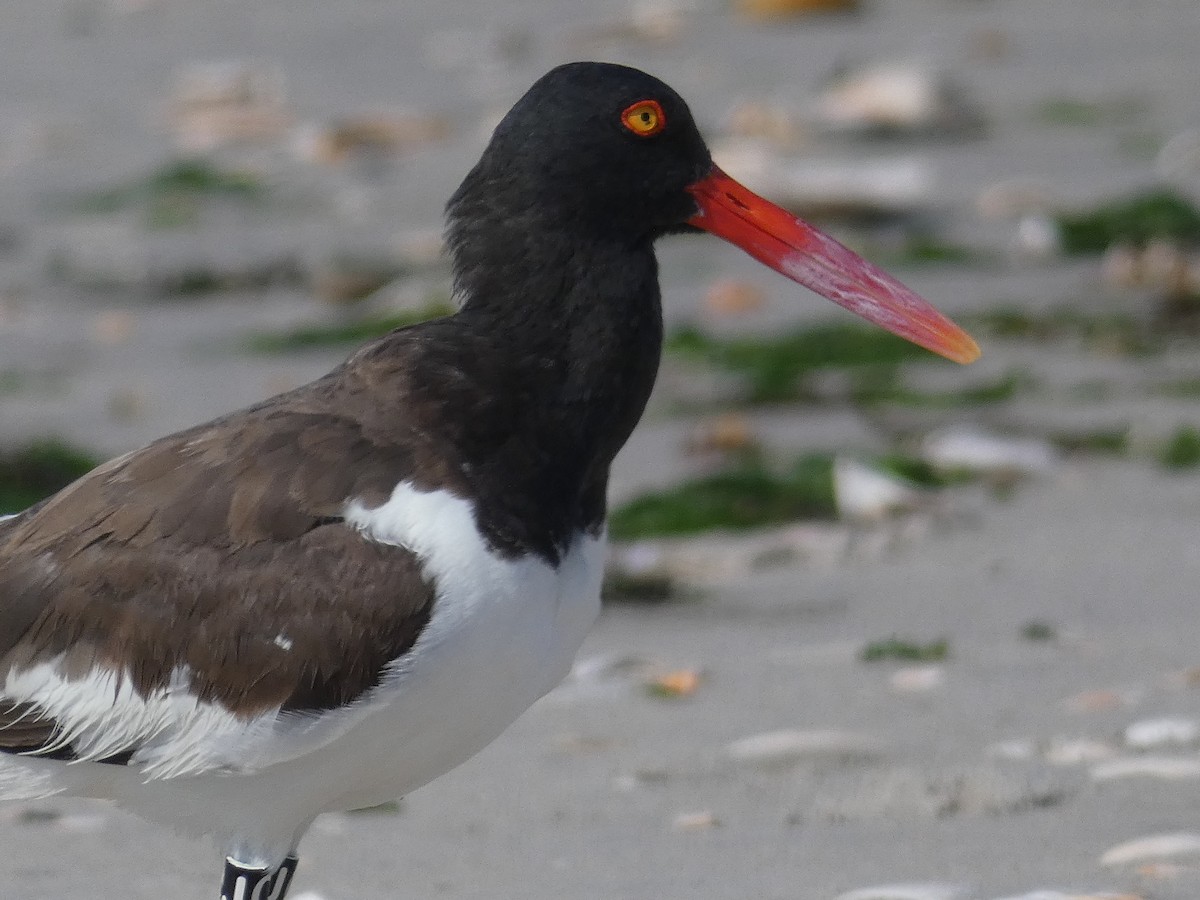 American Oystercatcher - Julian Batista