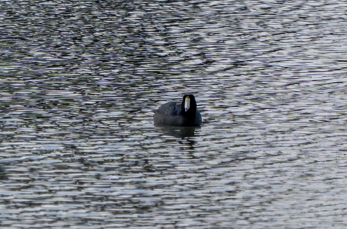 American Coot - Carter Pape