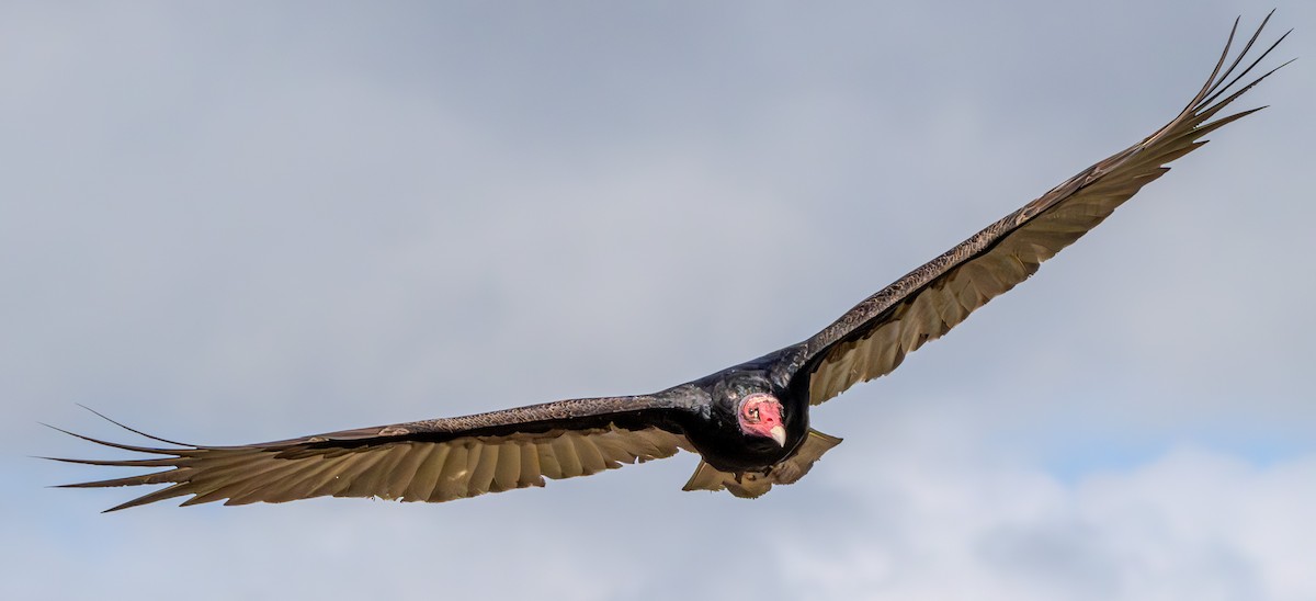 Turkey Vulture - Carter Pape