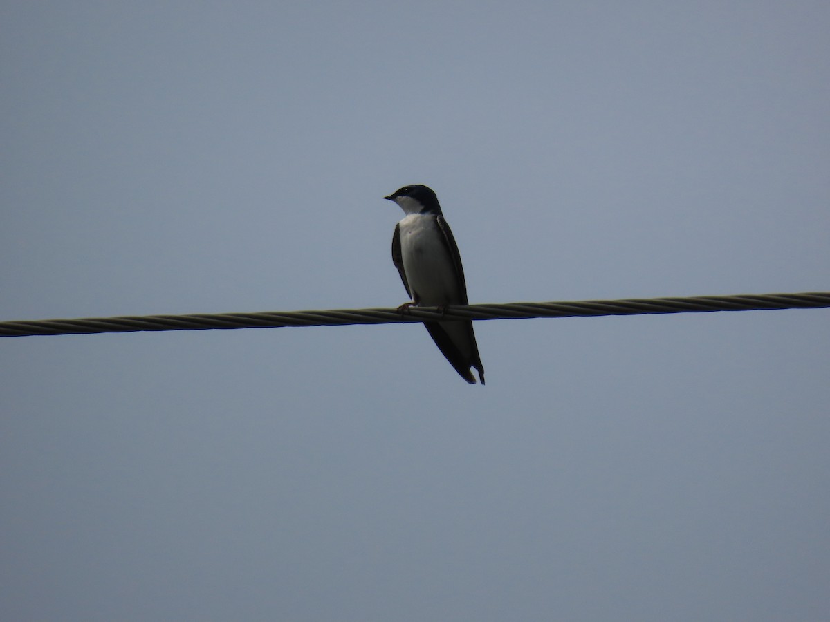 Tree Swallow - ML619042480