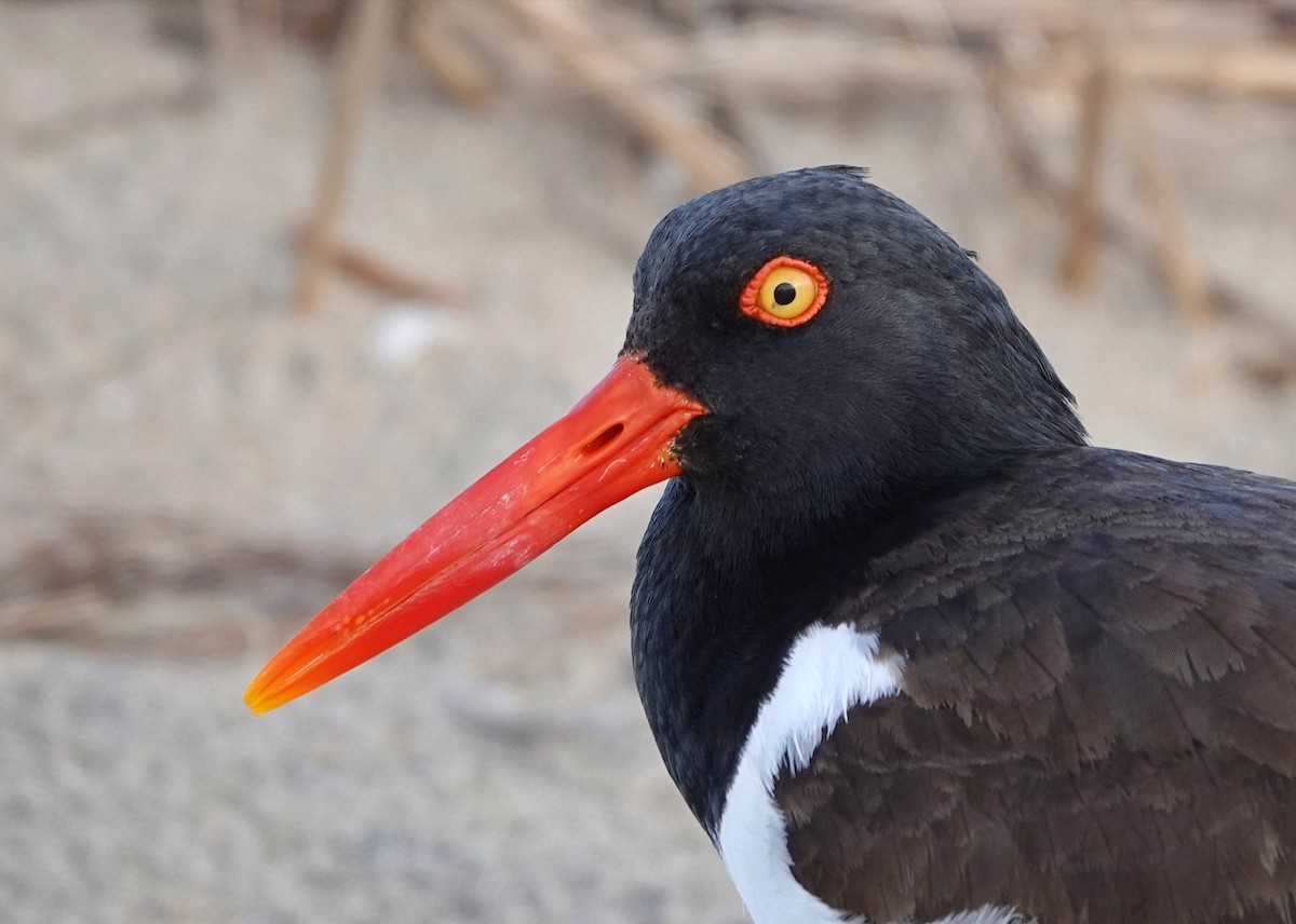 American Oystercatcher - ML619042481