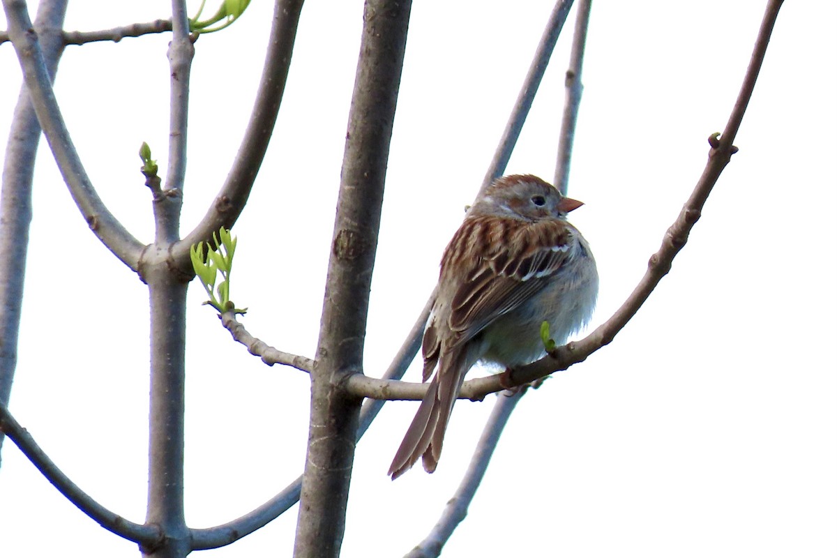 Field Sparrow - James Toole