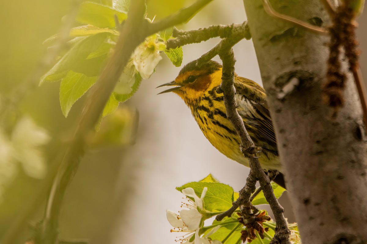 Cape May Warbler - Marc Boisvert