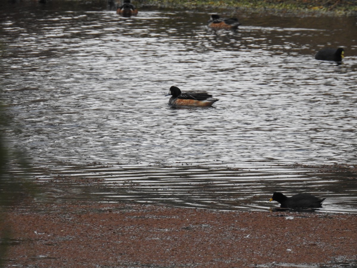 Chiloe Wigeon - adriana centeno