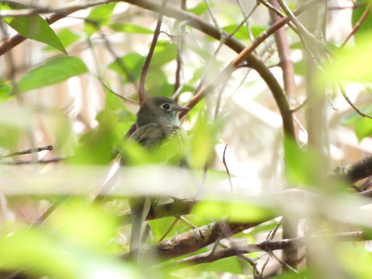 Least Flycatcher - ML619042513