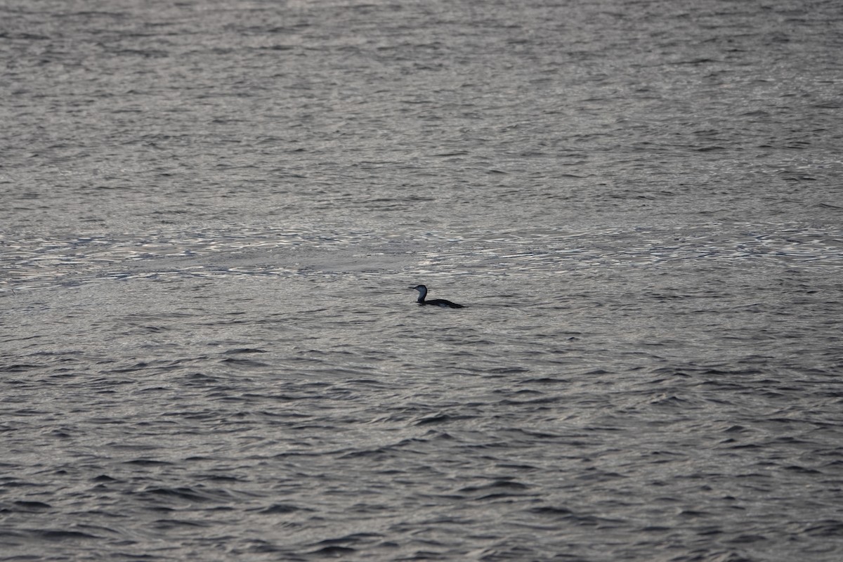 Red-throated Loon - ML619042520