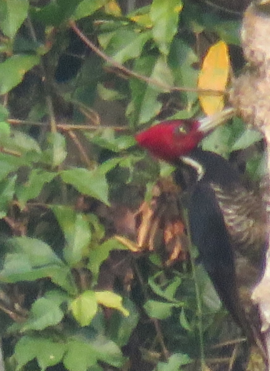 Pale-billed Woodpecker - Eric van den Berghe