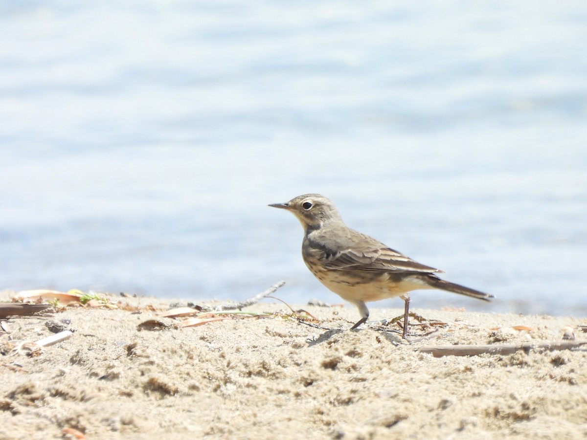 American Pipit - ML619042528