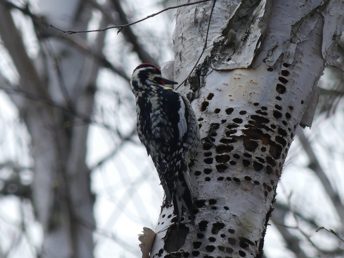 Yellow-bellied Sapsucker - Jacynthe Fortin