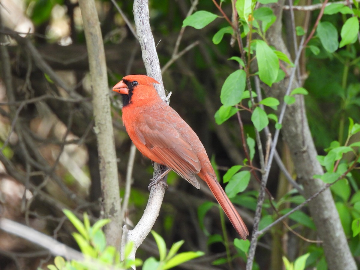Cardinal rouge - ML619042550