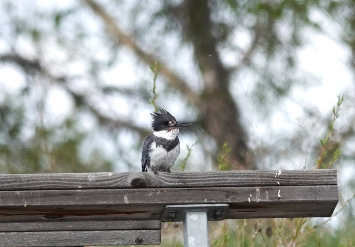 Belted Kingfisher - Diane Stinson