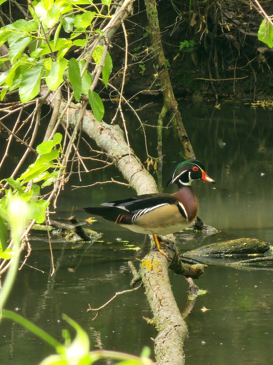 Wood Duck - ML619042555