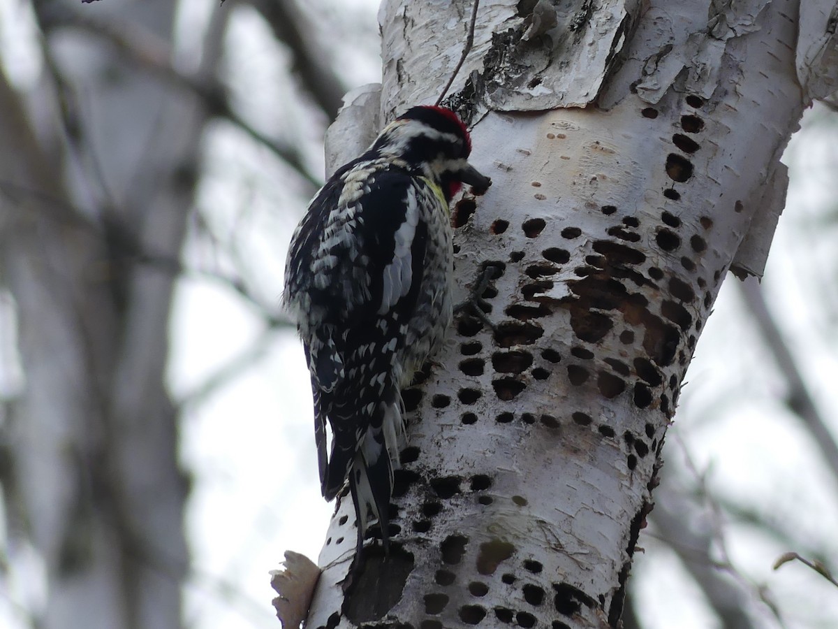 Yellow-bellied Sapsucker - Jacynthe Fortin