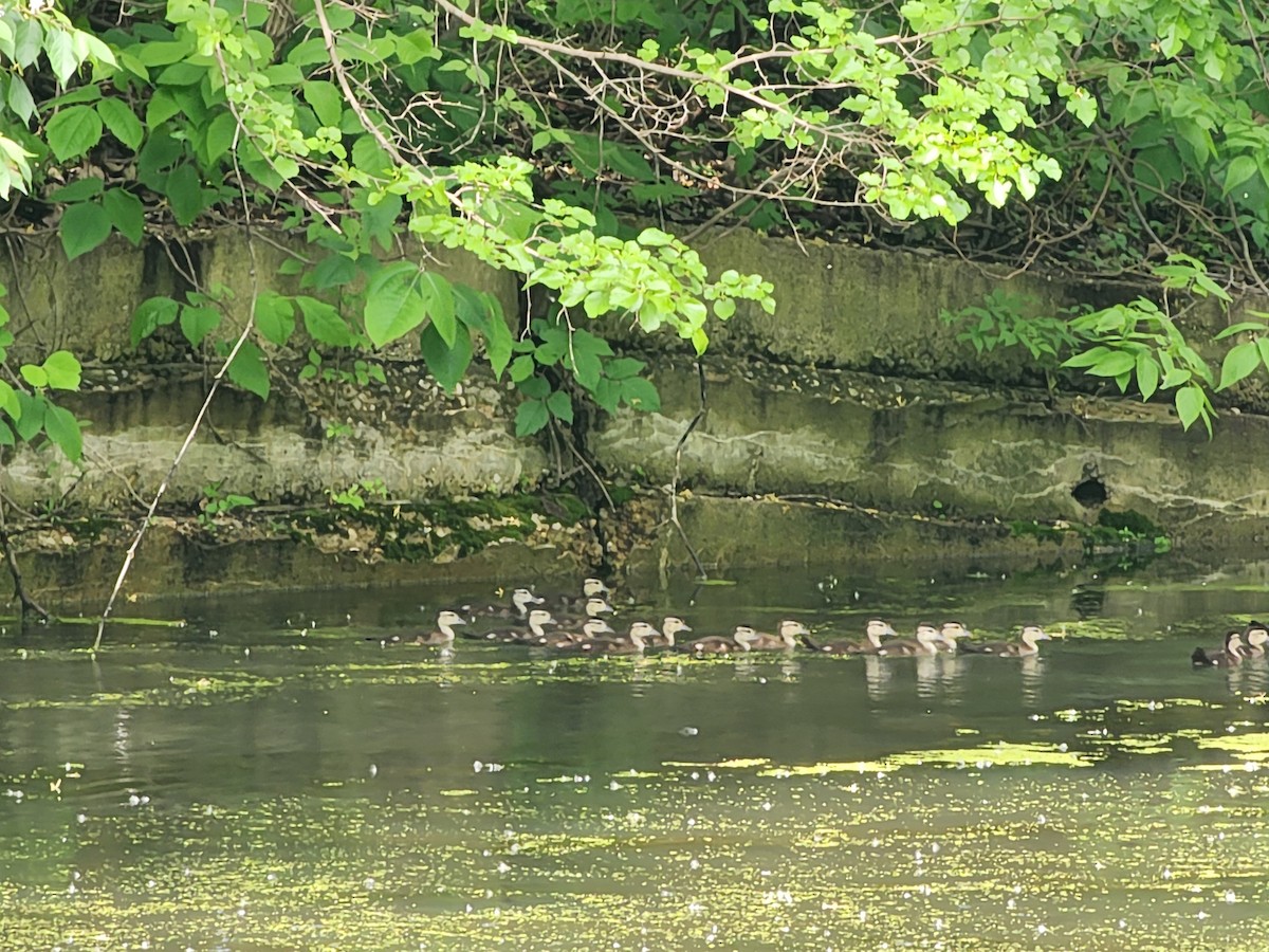 Wood Duck - ML619042560
