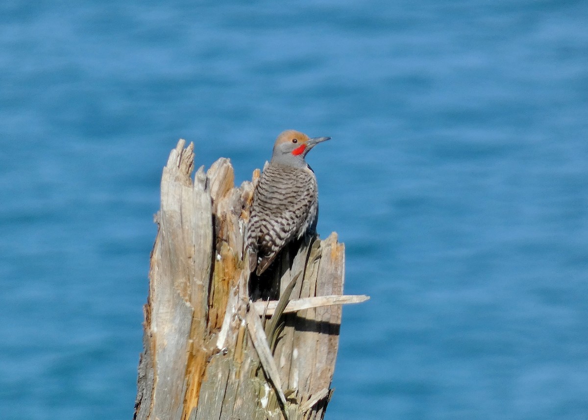 Northern Flicker - David Assmann