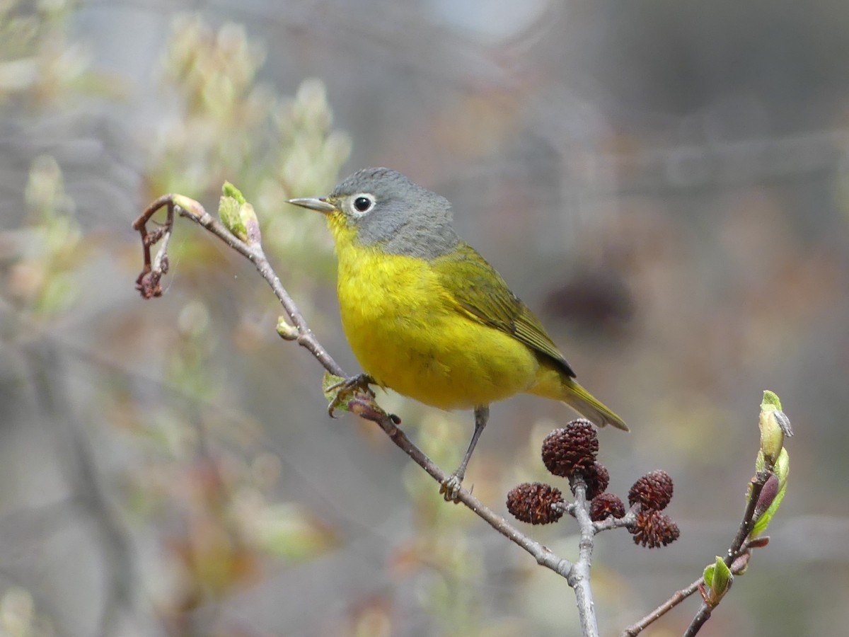 Nashville Warbler - ML619042577