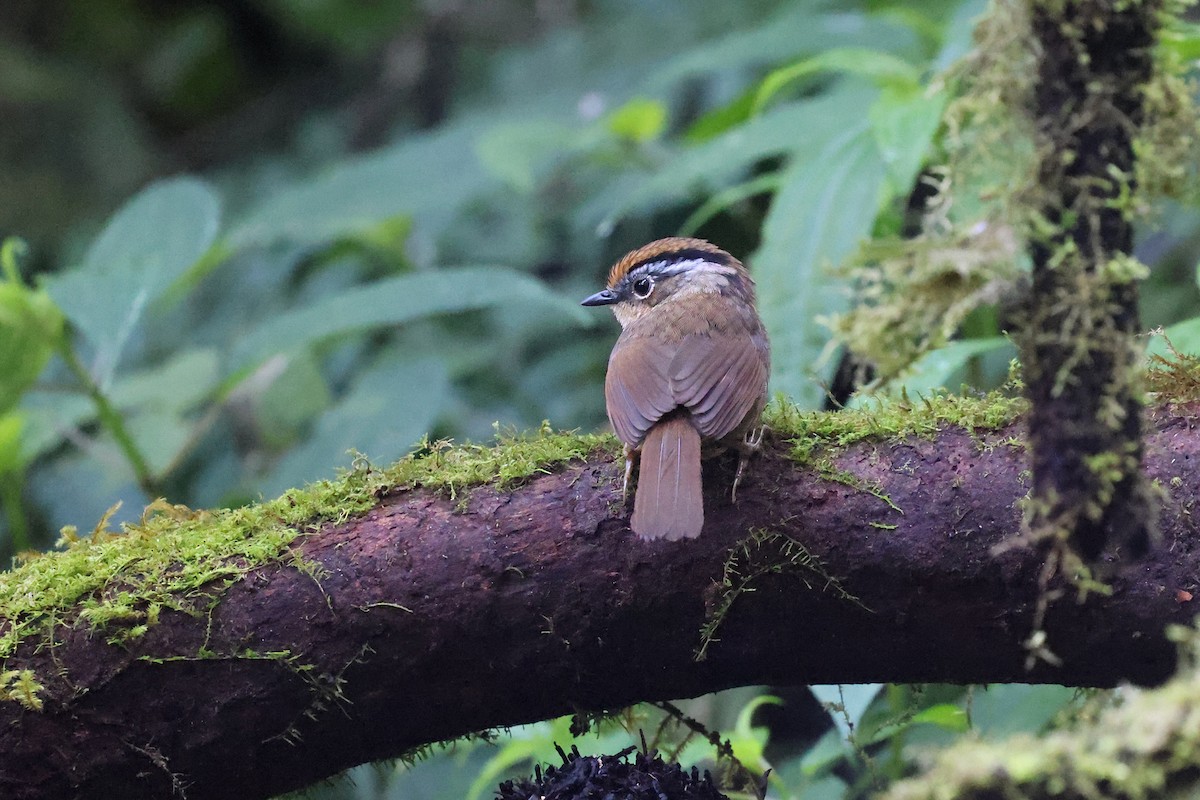 Rusty-capped Fulvetta - Brendan Ryan